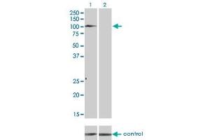 Western blot analysis of TYRO3 over-expressed 293 cell line, cotransfected with TYRO3 Validated Chimera RNAi (Lane 2) or non-transfected control (Lane 1).