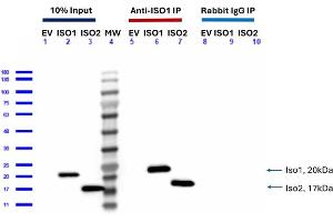 Feimin Immunoprecipitation (IP) followed by Western Blot (WB) analyses. (Feimin anticorps)