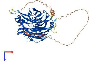 AlphaFold protein structure predicition of Mouse Recombinant Neu4 Protein, UniprotID Q8BZL1