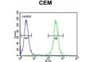 Flow cytometric analysis of CEM cells using MNDA Antibody (N-term) Cat.