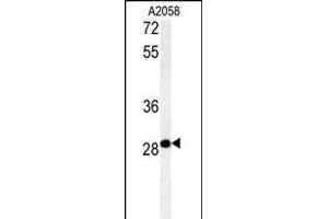 C11orf46 Antibody (C-term) (ABIN654019 and ABIN2843942) western blot analysis in  cell line lysates (35 μg/lane). (C11orf46 anticorps  (C-Term))