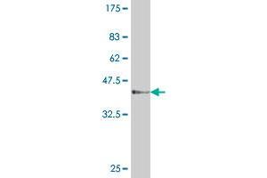 Western Blot detection against Immunogen (37 KDa) .