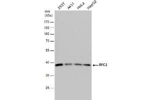 WB Image RFC2 antibody detects RFC2 protein by western blot analysis.