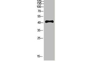 Western Blot analysis of HEPG2 cells using Antibody diluted at 800.