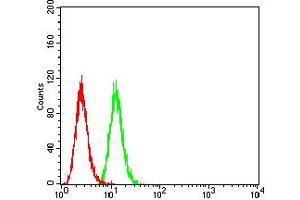 Flow cytometric analysis of Hela cells using PRKAB2 mouse mAb (green) and negative control (red).