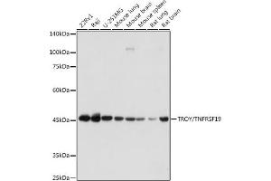 Western blot analysis of extracts of various cell lines, using TROY/TNFRSF19 antibody (ABIN7271069) at 1:1000 dilution.