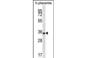 OR6K6 Antibody (C-term) (ABIN657186 and ABIN2846311) western blot analysis in human placenta tissue lysates (35 μg/lane). (OR6K6 anticorps  (C-Term))
