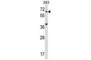 STXBP2 Antibody (C-term) western blot analysis in 293 cell line lysates (35µg/lane). (STXBP2 anticorps  (C-Term))