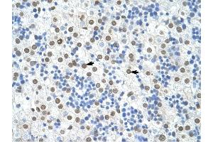 HNRPA1 antibody was used for immunohistochemistry at a concentration of 4-8 ug/ml to stain Hepatocytes (arrows) in Human Liver.