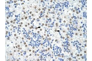 HNRPA1 antibody was used for immunohistochemistry at a concentration of 4-8 ug/ml to stain Hepatocytes (arrows) in Human Liver. (HNRNPA1 anticorps  (N-Term))