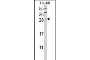 Western blot analysis of GZMB Antibody (C-term) (ABIN390496 and ABIN2840855) in HL-60 cell line lysates (35 μg/lane).