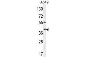 C5AR1 Antibody (Center) western blot analysis in A549 cell line lysates (35µg/lane). (C5AR1 anticorps  (Middle Region))