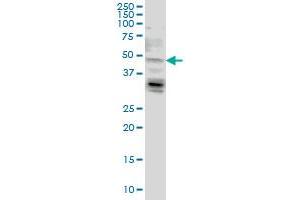 LASS4 anticorps  (AA 57-139)