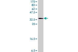 Western Blot detection against Immunogen (37.