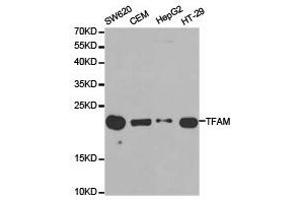 Western Blotting (WB) image for anti-Transcription Factor A, Mitochondrial (TFAM) antibody (ABIN1875064) (TFAM anticorps)