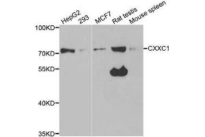 Western blot analysis of extracts of various cell lines, using CXXC1 antibody (ABIN5973429) at 1/1000 dilution. (CXXC1 anticorps)