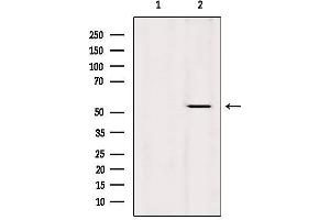 Western blot analysis of extracts from Hela, using KRT36 Antibody. (Keratin 36 anticorps  (Internal Region))
