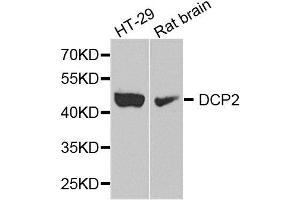 Western blot analysis of extract of HT29 and rat brain cells, using DCP2 antibody. (DCP2 anticorps)