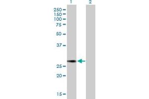 Western Blot analysis of NUSAP1 expression in transfected 293T cell line by NUSAP1 MaxPab polyclonal antibody. (NUSAP1 anticorps  (AA 1-226))