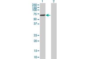 Western Blot analysis of IRF5 expression in transfected 293T cell line by IRF5 MaxPab polyclonal antibody. (IRF5 anticorps  (AA 1-498))
