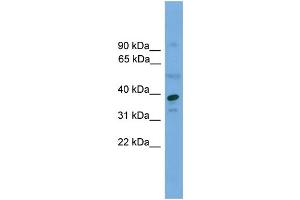 WB Suggested Anti-APEX1  Antibody Titration: 0.