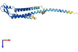 AlphaFold protein structure predicition of Human Recombinant GJB6 Protein, UniprotID O95452