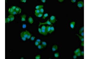 Immunofluorescence staining of MCF-7 cells with ABIN7171423 at 1:100, counter-stained with DAPI.