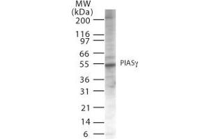 Image no. 1 for anti-Protein Inhibitor of Activated STAT, 4 (PIAS4) (AA 44-60) antibody (ABIN208255) (PIAS4 anticorps  (AA 44-60))