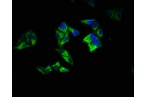 Immunofluorescence staining of Hela cells with ABIN7167395 at 1:200, counter-stained with DAPI.