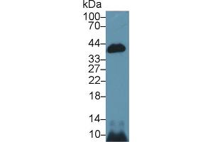 Western blot analysis of Mouse Kidney lysate, using Mouse CASP14 Antibody (1 µg/ml) and HRP-conjugated Goat Anti-Rabbit antibody ( (CASP14 anticorps  (AA 17-248))