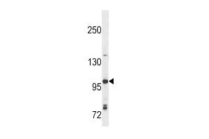 Western blot analysis in Ramos cell line lysates (35ug/lane).