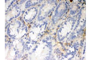 IHC analysis of Flotillin 2 using anti-Flotillin 2 antibody .