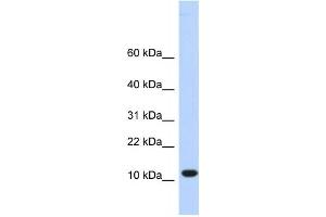 Western Blotting (WB) image for anti-Chromosome 10 Open Reading Frame 57 (C10ORF57) antibody (ABIN2459344) (CJ057 anticorps)