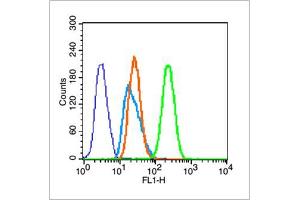 HeLa cells were fixed with 70% ice-cold methanol overnight at 4℃, permeabilized with 90% ice-cold methanol for 20 min at -20℃, and incubated in 5% BSA blocking buffer for 30 min at room temperature.