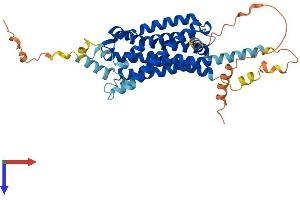 AlphaFold protein structure predicition of Human Recombinant HCRTR1 Protein, UniprotID O43613