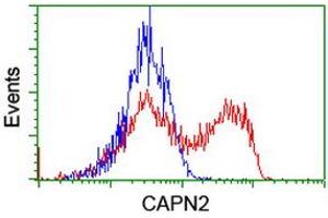 HEK293T cells transfected with either RC205642 overexpress plasmid (Red) or empty vector control plasmid (Blue) were immunostained by anti-CAPN2 antibody (ABIN2455592), and then analyzed by flow cytometry. (Calpain 2 anticorps)
