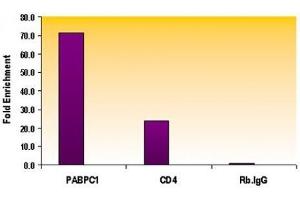 Histone H3 monomethyl Lys79 antibody tested by ChIP analysis. (Histone 3 anticorps  (H3K79me))