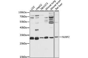 Western blot analysis of extracts of various cell lines, using NUBP2 antibody (ABIN7269064) at 1:1000 dilution. (NUBP2 anticorps  (AA 142-271))