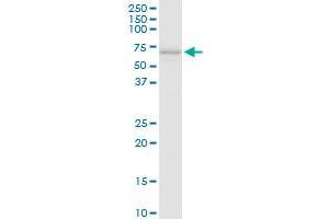 SLC40A1 MaxPab rabbit polyclonal antibody.