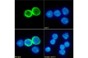 Immunofluorescence staining of fixed mouse splenocytes with anti-GITR antibody DTA-1. (Recombinant TNFRSF18 anticorps)