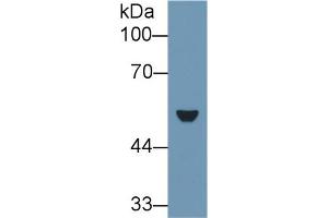 Western Blot; Sample: Rat Lung lysate; Primary Ab: 1µg/ml Rabbit Anti-Rat KRT7 Antibody Second Ab: 0.