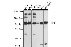 Western blot analysis of extracts of various cell lines, using TDRKH antibody (ABIN2560340) at 1:1000 dilution.