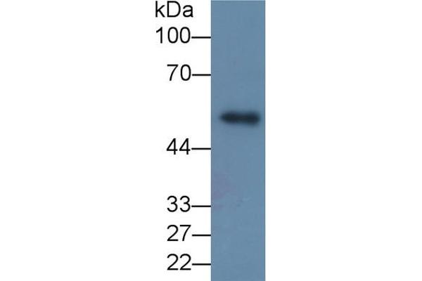 MMP8 anticorps  (AA 101-467)