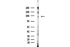 anti-Intercellular Adhesion Molecule 5 (ICAM5) antibody
