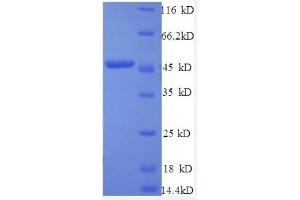 SDS-PAGE (SDS) image for Interferon, beta 1, Fibroblast (IFNB1) (AA 22-187) protein (GST tag) (ABIN5712480) (IFNB1 Protein (AA 22-187) (GST tag))