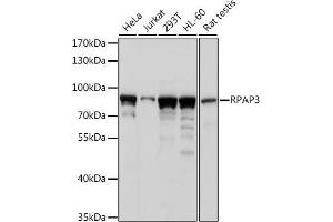 Western blot analysis of extracts of various cell lines, using RP antibody (ABIN7270101) at 1:1000 dilution. (RPAP3 anticorps  (AA 17-241))