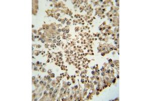 Immunohistochemical staining of formalin-fixed and paraffin-embedded human testis tissue reacted with EZH2 monoclonal antibody  at 1:10-1:50 dilution. (EZH2 anticorps)