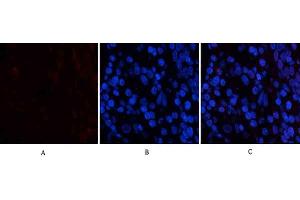 Immunofluorescence analysis of human stomach tissue. (PDGFB anticorps  (AA 30-110))