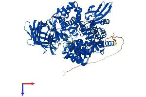 AlphaFold protein structure predicition of Human Recombinant NPEPPS Protein, UniprotID P55786