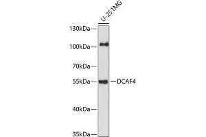 Western blot analysis of extracts of U-251MG cells, using DC antibody (ABIN7266683) at 1:1000 dilution. (DCAF4 anticorps  (AA 1-120))